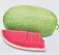 西瓜(大果紅肉)~Watermelon~種子