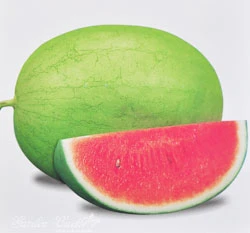 西瓜(小果紅肉)~Watermelon~種子
