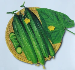 小胡瓜(小黃瓜)Cucumber