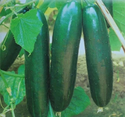 大胡瓜 Cucumber