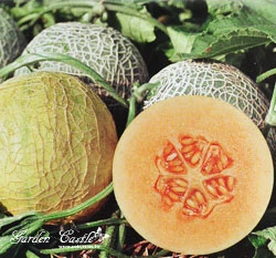 網紋洋香瓜(哈密瓜)種子Melon