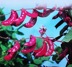 鵲豆~Hyacinth Bean~種子