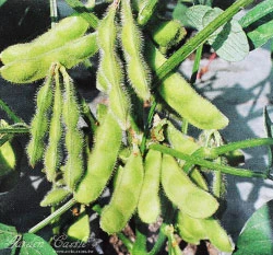 毛豆~Vegetable Soy Bean~種子