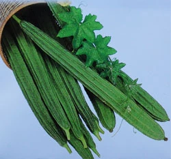 菱角絲瓜~Angled Loofah~種子