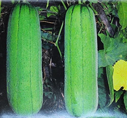 絲瓜(菜瓜)種子Sponge Gourd