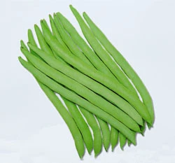 四季豆(敏豆)~Snap Bean~種子