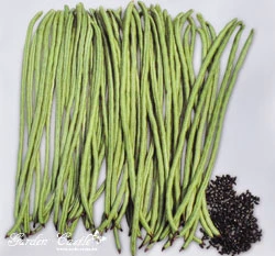 豇豆(長菜豆)Asparagus Bean~種子