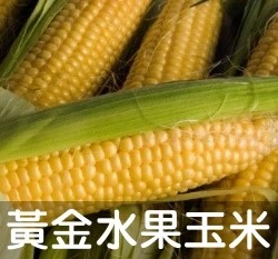 農友-可生食～黃金水果玉米種子「金珍珠」(黃色)HV251