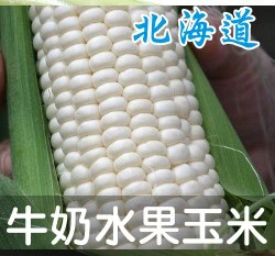 北海道牛奶水果玉米種子