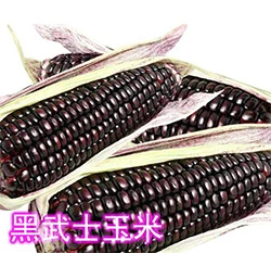 「黑武士」糯玉米種子