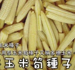 日本玉米筍種子