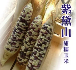 紫黛山甜糯玉米種子