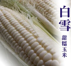 白雪甜糯玉米種子