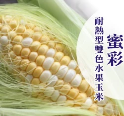 「耐熱型」蜜彩雙色水果玉米種子