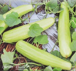 越瓜~Pickling Melon~種子
