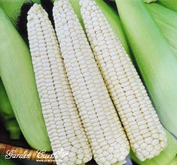 糯玉米種子~Glutinous Corn seed