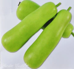 扁蒲~Bottle Gourd 蒲瓜、瓠子、匏