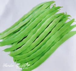 菜豆(粉豆、醜豆)~Snap Bean