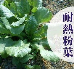 新「全季節生菜」耐熱粉葉萵苣種子