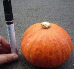 迷你胭脂紅南瓜種子