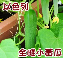 以色列全雌小黃瓜(免授粉產量高)
