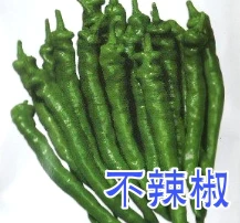 青龍不辣椒種子(糯米椒)-量販包