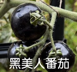 黑美人番茄種子(Indigo Rose)