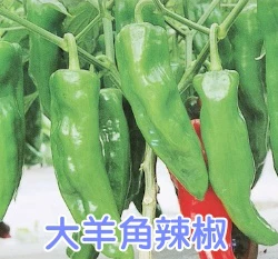 大羊角型辣椒「和星」種子