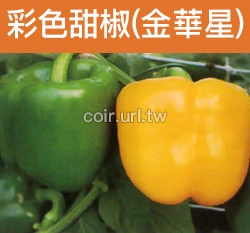彩色甜椒-金華星(黃色甜椒)種子 Sweet Pepper