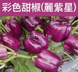 彩色甜椒-艷紫星(紫色甜椒)種子 Sweet Pepper