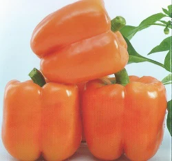 彩色甜椒-金明星種子（橘色甜椒）~Sweet Pepper