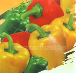 彩色甜椒Sweet pepper~翠筠種子