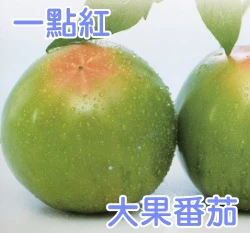 一點紅大果番茄「農友267」種子