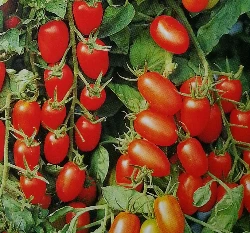 小番茄(朱麗)種子~Mini tomato