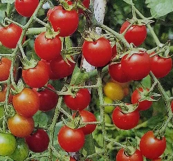 小番茄(紅真珠)種子~Mini tomato