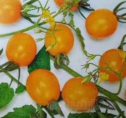 小番茄(金珠)種子~橙黃Mini tomato