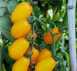 小番茄(金玉)種子~金黃Mini tomato