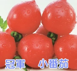 冠軍小番茄-「嬌女」種子