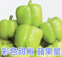 蘋果綠彩色甜椒-蘋果星種子~Sweet Pepper