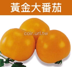 黃金大番茄種子 Tomato