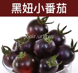 黑妞小番茄種子 Tomato 汁多味美黑蕃茄