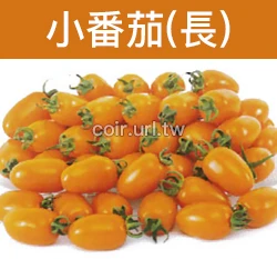 黃橙小番茄種子（長） Tomato