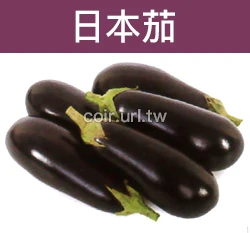 日本茄子種子 Eggplant