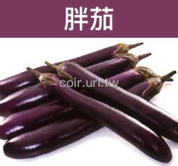 胖茄子種子 Eggplant