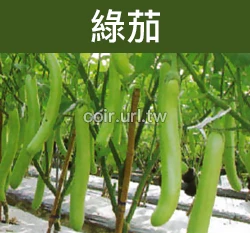 綠茄子種子 Eggplant