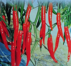 辣椒種子Hot Pepper