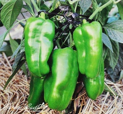 甜椒(青椒)種子Sweet Pepper