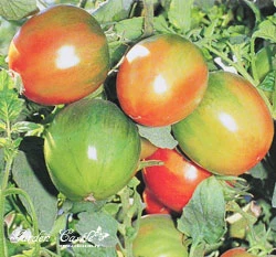 番茄(大果)~Tomato