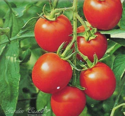 番茄(中果)~Tomato