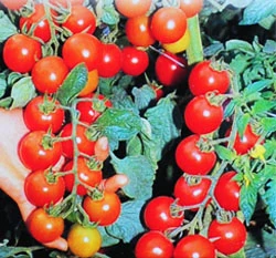 番茄(小果)~Tomato